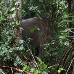 ...außer ein einzelner Elefant tief im Dickicht