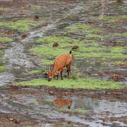 Auch taucht kurz ein Bongo auf