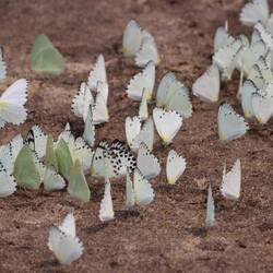 ...in allen möglichen Farben