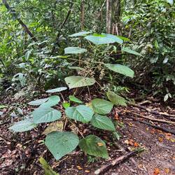 Most poisonous tree in the world