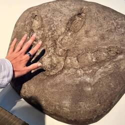 Massive footprint of flightless bird that used to live in New Zealand