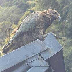 ...sondern auch ein Kea: ein vom Aussterben bedrohter Papagei