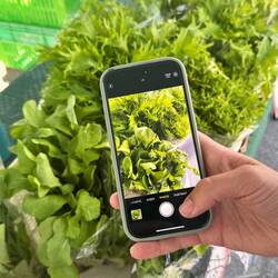 Symphonie in Grün🍀