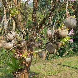 Wunderschön angelegter Garten mit Orchideen