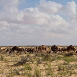 Auf dem Weg wieder Dromedare