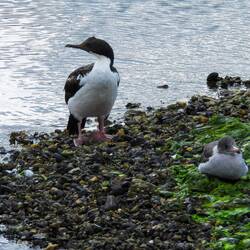 Shag & Gull ... Bahia Encerrada — Ushuaia, Argentina.