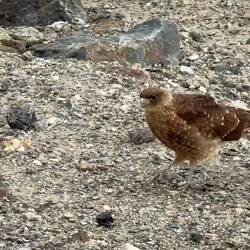 Chimango Caracara ... Bahia Encerrada — Ushuaia, Argentina.