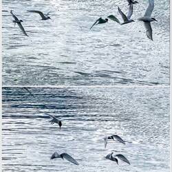 South American Terns ... Bahia Encerrada — Ushuaia, Argentina.