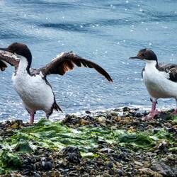 Shags ... Bahia Encerrada — Ushuaia, Argentina.