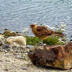 Chimango Caracara ... Bahia Encerrada — Ushuaia, Argentina.