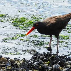 Blackish Oystercatcher ... Bahia Encerrada — Ushuaia, Argentina.