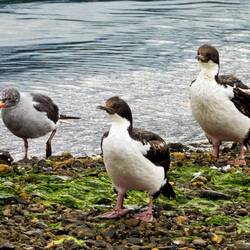 Shags with a Gull ... Bahia Encerrada — Ushuaia, Argentina.