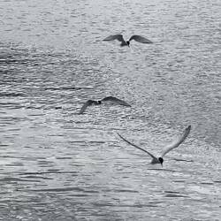 South American Terns ... Bahia Encerrada — Ushuaia, Argentina.