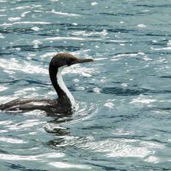 Shag ... Bahia Encerrada — Ushuaia, Argentina.