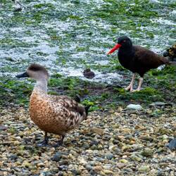 Blackish oystercatcher with a Crested duck ... Bahia Encerrada — Ushuaia, Argentina.
