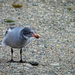 Gull ... Bahia Encerrada — Ushuaia, Argentina.