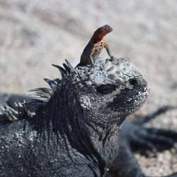 LAVA LIZARD AUF IGUANA