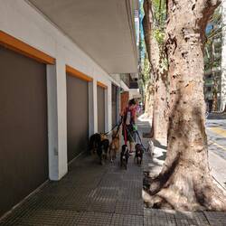 Dogwalker. BA esch definitiv e Hondestadt.