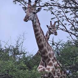 A pair of giraffes. Devin took about 200 pictures of them :)