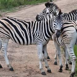A group of zebra bachelors