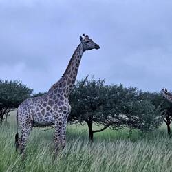 Giraffes giving us a nice view. It was getting dark, so the colors are muted here.