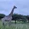 Giraffes giving us a nice view. It was getting dark, so the colors are muted here.