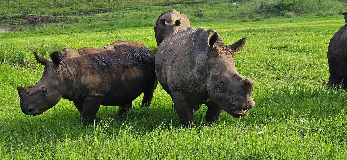 Rhinos in Tala. They have been de-horned to discourage poaching.
