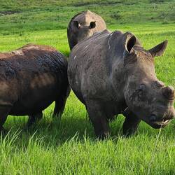 Rhinos in Tala. They have been de-horned to discourage poaching.