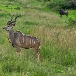 Lesser kudu with a wildebeest in the background
