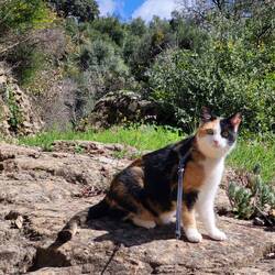 Leni liebt Wald und "Singletrails"!