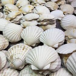 Large white scallop shells in Barcelona markets are Pecten jacobaeus or Pecten maximus