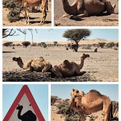 Dromedare on the road