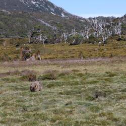 Wombat with a view