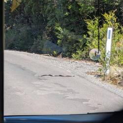 Eine giftige Tigersnake - zum Glück sind wir im Shuttlebus😅