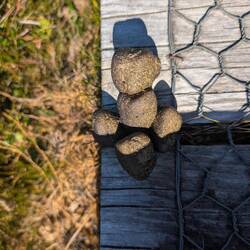 Sogar mit Wombatwürfel 💩 in Wegweiserform 🙈⬇️