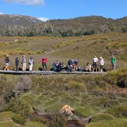 Wombat mit seinen Fans