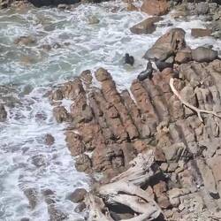 Otaries à fourrure sur Nuggets Point