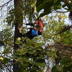 Gleich neben unserem Zelt wird Palmwein geerntet