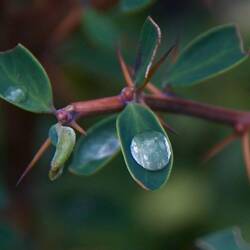 Rainwater on Calafate bush leaf