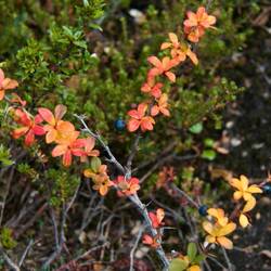 Changing colours in the forest