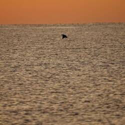 Lea hat es tatsächlich geschafft eine Springende Roche aufzunehmen.