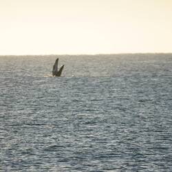 Lea hat den Buckelwal beim Morgenyoga erwischt.