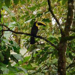 Ich liebe Tukane 😍