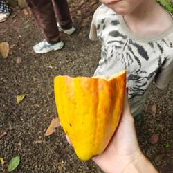 Eine reife Kakaofrucht ist gelb/orange