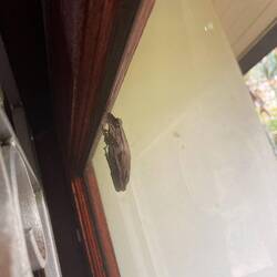 Kleiner Besucher am Fenster