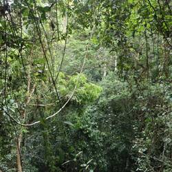 ...der Wald ist auch hier super dicht