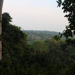 Immerhin ist der Ausblick auf den Wald von oben schön...