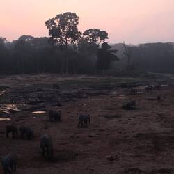 Dir Elefanten sind die ganze Nacht auf der Lichtung