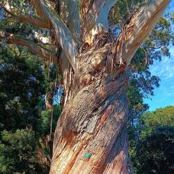 Son eucalyptus gigantesque