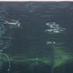 A table pour nos manchots bleus porteurs d'un handicap